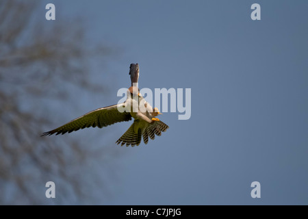 Falco Biarmicus GREIFVOGEL JAGEN Lanner Lanner Falcon Lannerfalke Birds Of Prey Falke Fliegen fliegen Greife Jagd raptor Stockfoto