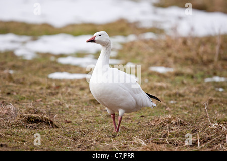 Schneegans Stockfoto