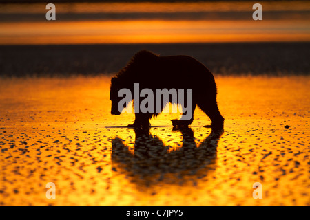 Braun / Grizzly Bär auf der Suche nach Muscheln bei Sonnenaufgang, Lake-Clark-Nationalpark, Alaska. Stockfoto