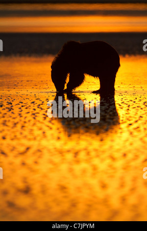 Braun / Grizzly Bär auf der Suche nach Muscheln bei Sonnenaufgang, Lake-Clark-Nationalpark, Alaska. Stockfoto