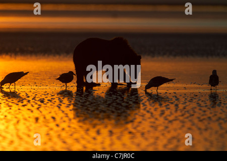 Braun / Grizzly Bär auf der Suche nach Muscheln bei Sonnenaufgang, Lake-Clark-Nationalpark, Alaska. Stockfoto