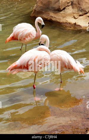 Drei Rosa Flamingos stehen im Teich Stockfoto