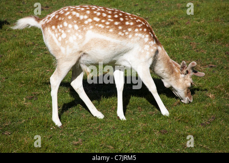 Damhirsche (dama dama) weiden im Mai im Deer Park am Prideaux Place, Padstow, Padstow, Cornwall UK, einem der ältesten Wildparks des Landes Stockfoto