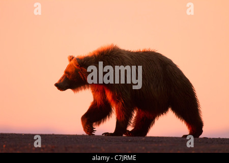 Braun / Grizzly Bear Lake-Clark-Nationalpark, Alaska. Stockfoto