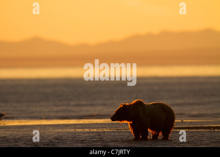 Braun / Grizzly Bear Lake-Clark-Nationalpark, Alaska. Stockfoto