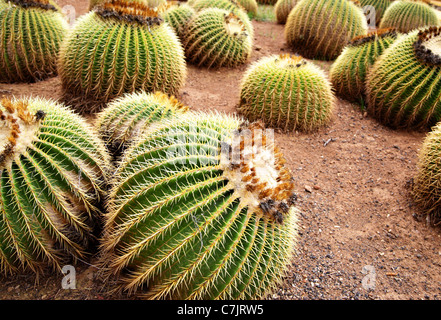 Goldenes Fass Kakteen Nahaufnahme (Echinocactus Grusonii) Stockfoto