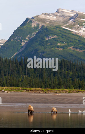 Braun / Grizzly Bären Graben nach Muscheln, Lake-Clark-Nationalpark, Alaska. Stockfoto