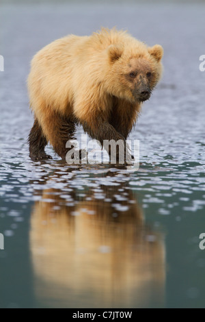 Braun / Grizzly Bären Graben nach Muscheln, Lake-Clark-Nationalpark, Alaska. Stockfoto