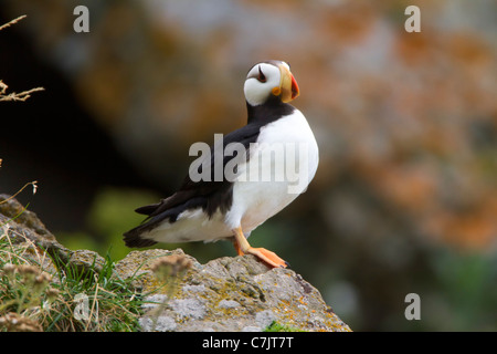 Gehörnte Papageientaucher, Lake-Clark-Nationalpark, Alaska. Stockfoto