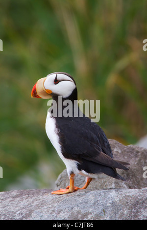 Gehörnte Papageientaucher, Lake-Clark-Nationalpark, Alaska. Stockfoto