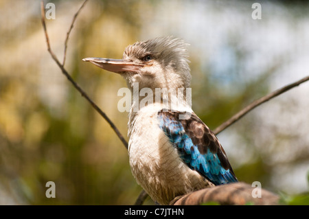 Blaue geflügelte Kookaburra Stockfoto