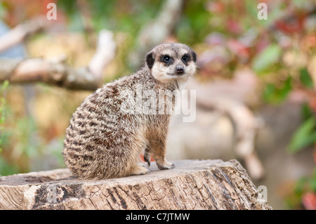 Erdmännchen sitzt auf Baumstumpf Stockfoto