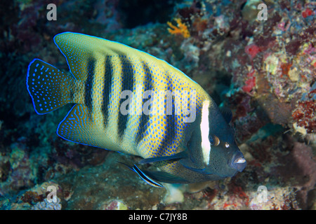 Eine sechs gebändert Kaiserfisch, Pomacanthus Sexstriatus, gereinigt durch eine Bluestreak Putzerfische oder Cleaner Wrasse Stockfoto