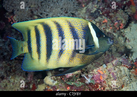 Sechs gebändert Kaiserfisch, Pomacanthus Sexstriatus, durch eine Bluestreak Putzerfische gereinigt oder sauberer Lippfisch Labroides Dimidiatus. Stockfoto