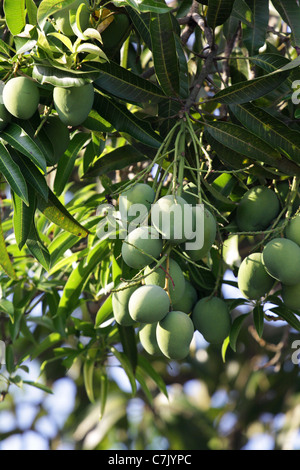 Grünen Mangos auf einem Baum. Stockfoto