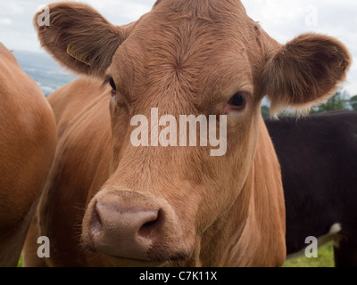 Porträt von braune Kuh mit gelben Ohrmarke. Stockfoto