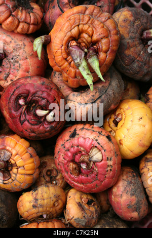 Pflanze-Lampen zum Verkauf an Brastagi Markt, Sumatra Stockfoto