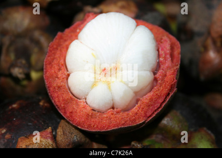 Querschnitt durch eine Mangostein Frucht In Brastagi Markt, Sumatra Stockfoto