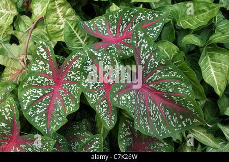 Elefanten Ohr verlässt (aka Engel Flügel Herz Jesu) Fancy-leaved Caladium sp. Stockfoto