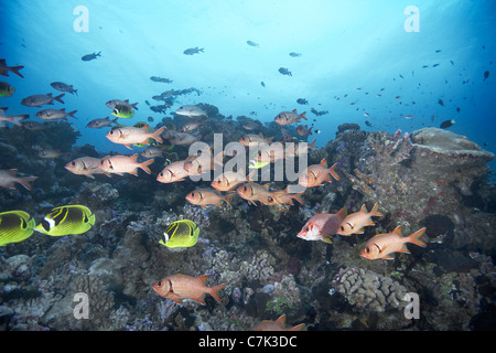 Schule der Squirrelfish schwimmen in Koralle Stockfoto