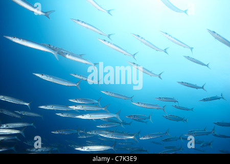 Schule der Barracuda Schwimmen im Ozean Stockfoto