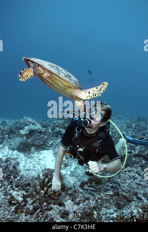 Taucher Schwimmen mit echte Karettschildkröte Stockfoto