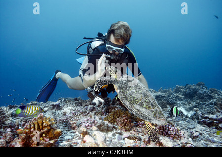 Taucher Schwimmen mit echte Karettschildkröte Stockfoto