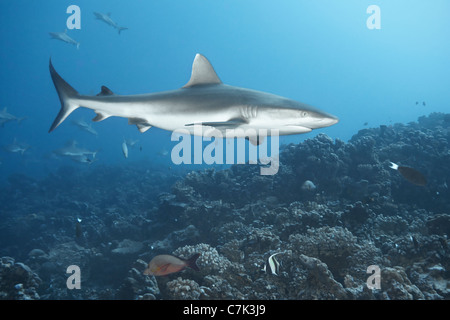 Weißspitzen-Riffhaie, Schwimmen in Koralle Stockfoto