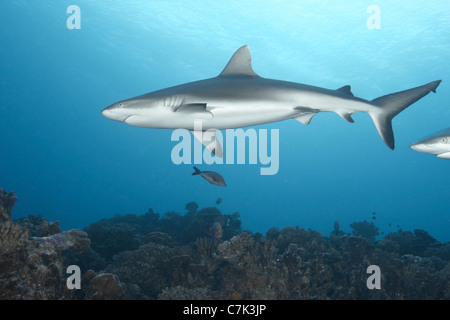 Weißspitzen-Riffhaie, Schwimmen im Meer Stockfoto