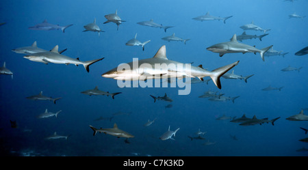 Weißspitzen-Riffhaie, Schwimmen im Meer Stockfoto