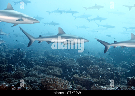 Weißspitzen-Riffhaie, Schwimmen in Koralle Stockfoto