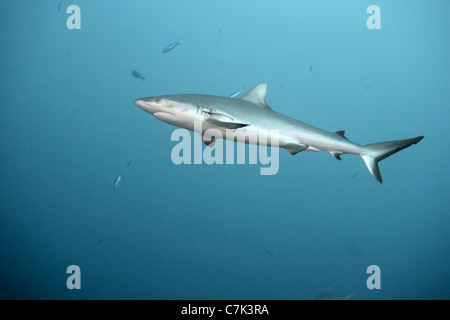 Weißspitzen-Riffhaie, Schwimmen im Meer Stockfoto