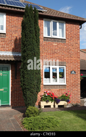 Wacholder (Juniperus scopulorum Skyrocket) wächst im Garten eines Einfamilienhauses Stockfoto