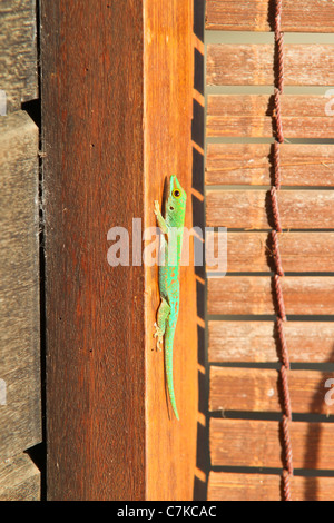 Phelsuma Astriata, Seychellen (klein)-Taggecko oder Stripeless Taggecko Stockfoto