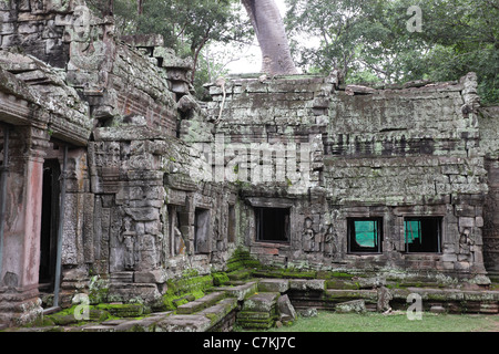 Ta Prohm Tempel, Angkor, Kambodscha Stockfoto