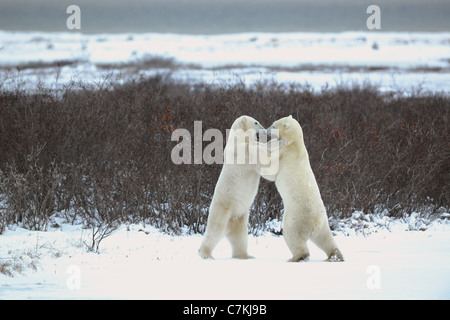 Zwei Eisbären playfighting Stockfoto