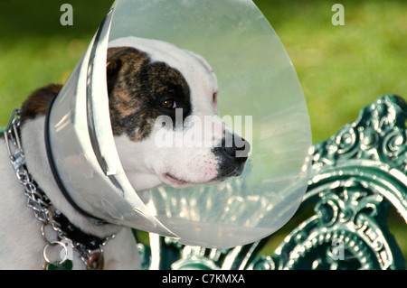 Hund trägt abgeschnitten Kegel Stockfoto