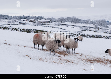 Kalter schneebedeckter Wintertag und Herde harter Schafe hoch auf dem exponierten ländlichen Hangfeld, in weißem Schnee und Heu stehend - Ilkley Moor, Yorkshire, England, Großbritannien. Stockfoto