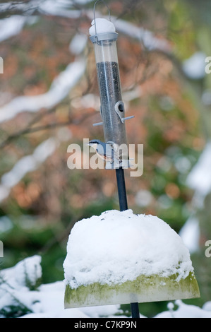 Schneebedeckter Wintertag & Nuthatch (Gartenvogel) auf Vogelperch stehen, Sonnenblumenkerne essen (von Schnee bedeckt) - Yorkshire, England, Großbritannien. Stockfoto