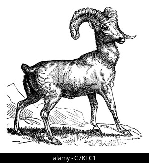 Rocky Mountain Schafe (Ovis Montana) oder Bighorn Schafe, graviert Vintage Illustration. Trousset Enzyklopädie (1886-1891). Stockfoto