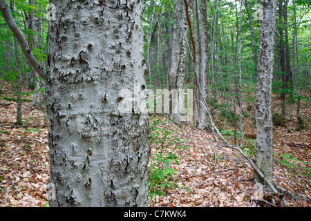 Buche-Rinde-Krankheit auf amerikanische Buche (Fagus Grandifolia) im Bereich der Kali-Berg in den White Mountains, NH USA Stockfoto