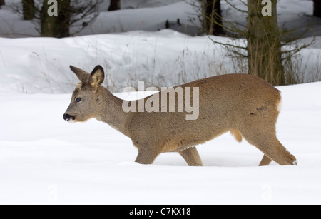 Rehe im Schnee (Capreolus Capreolus) Stockfoto