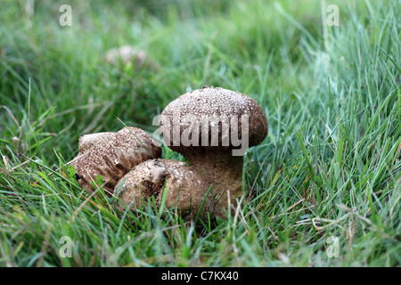 Reife Common Puffball Pilze Lycoperdon perlatum Stockfoto