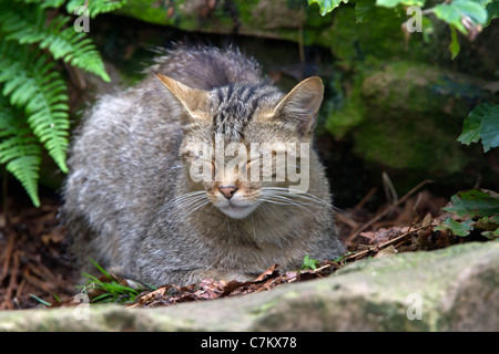 Wildkatze (Felis Silvestris) Stockfoto