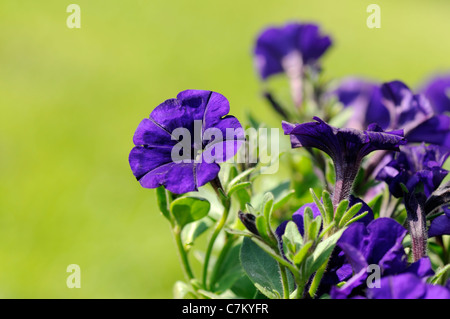 Nahaufnahme von einem blau-lila farbigen Petunien. Stockfoto