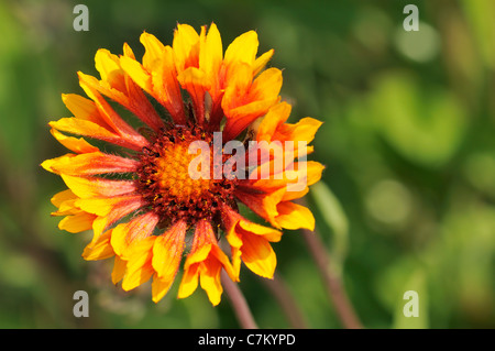 Nahaufnahme von Kokarde Blumen (Gaillardia) Stockfoto