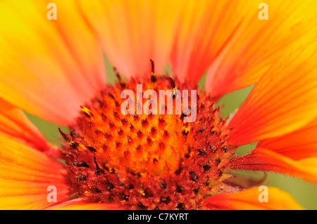 Nahaufnahme von Kokarde Blumen (Gaillardia) Stockfoto