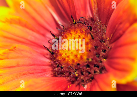 Nahaufnahme von Kokarde Blumen (Gaillardia) Stockfoto