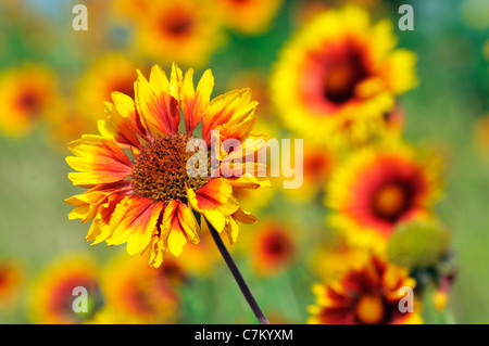 Nahaufnahme von Kokarde Blumen (Gaillardia) Stockfoto