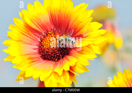 Nahaufnahme von Kokarde Blumen (Gaillardia) und Biene Stockfoto